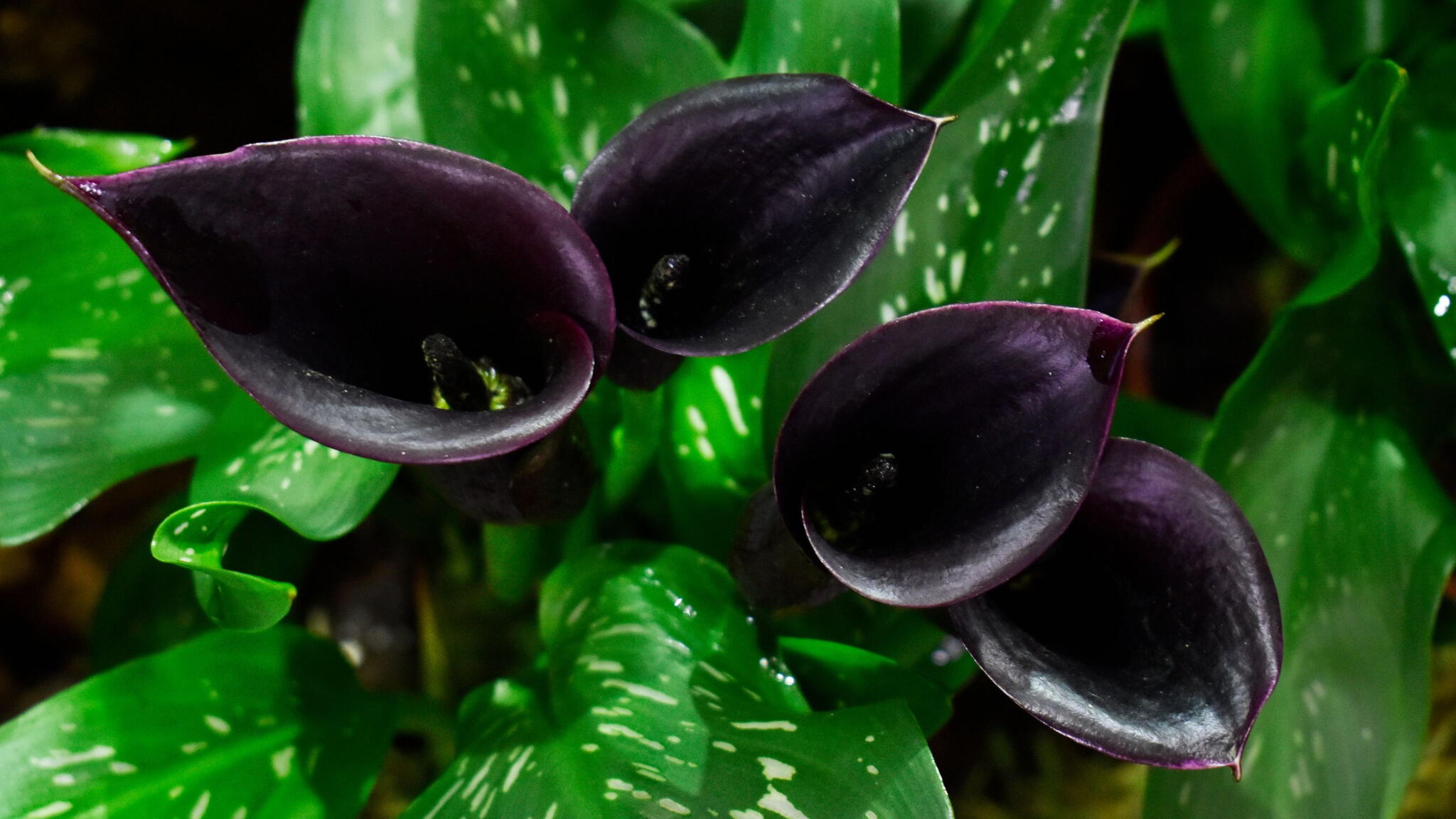 Calla lily, Arum lily